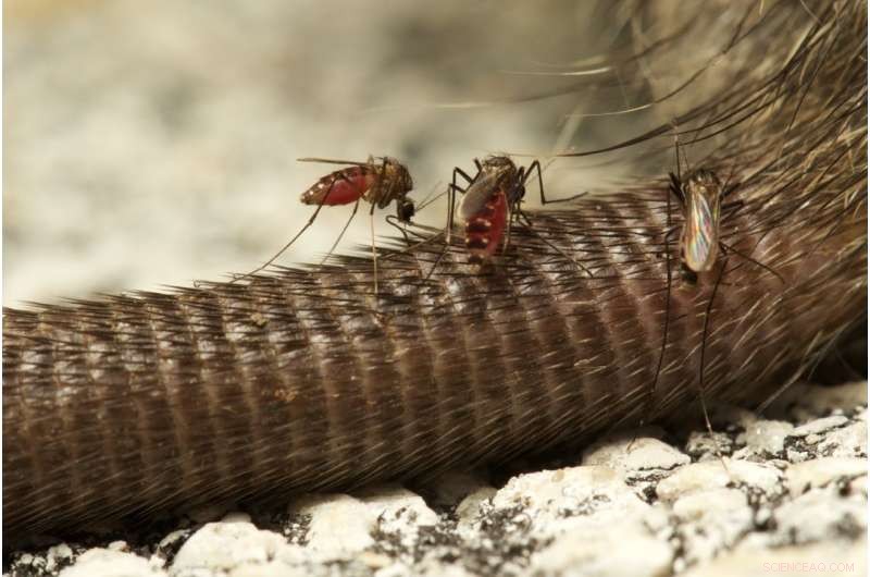 Burmese Pythons Drive Mammal Decline in the Florida Everglades