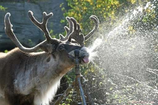 Canada’s Caribou Herds and Habitats Decline, New Report Shows Urgent Threat