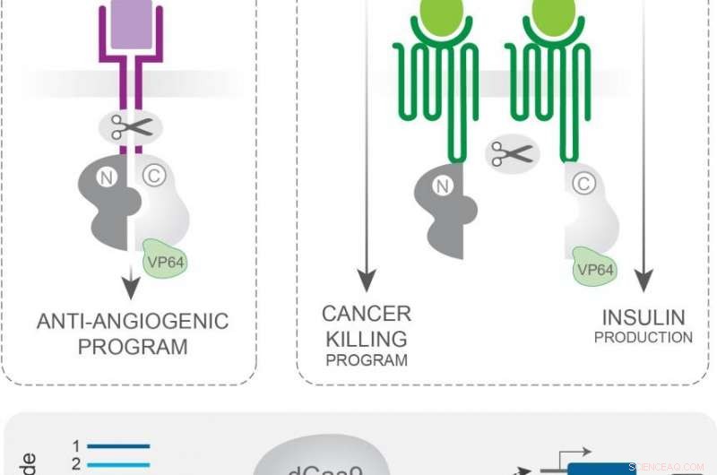 Revolutionizing Cell Interaction: CRISPR/Cas9 Breakthrough in Bioengineering