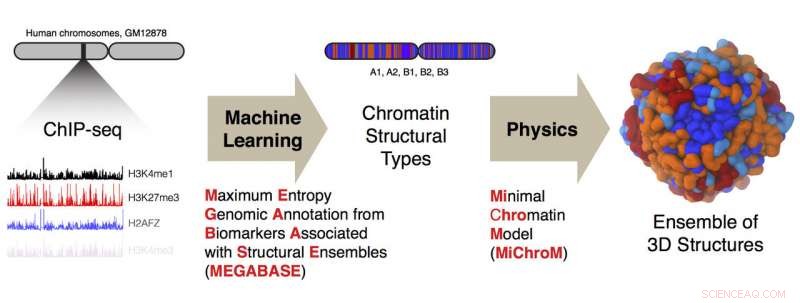 Revealing Chromosome Architecture: 1D Sequencing Data Predicts 3D Structure
