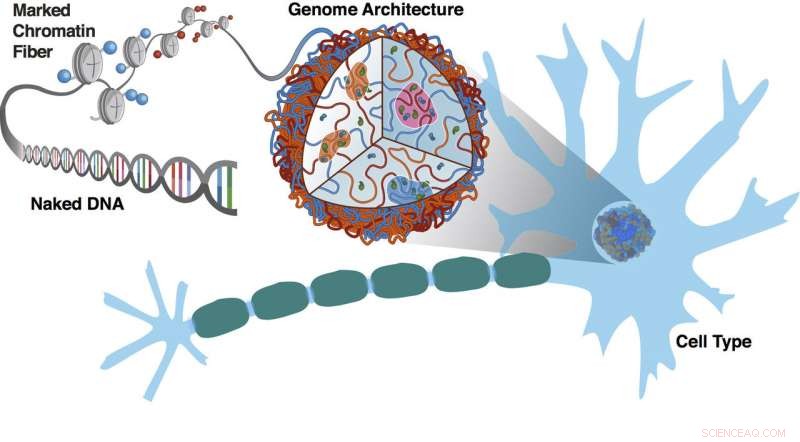 Revealing Chromosome Architecture: 1D Sequencing Data Predicts 3D Structure