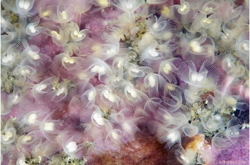 Moscow State University Scientists Reveal Shared Lophophore Pathways in Invertebrates