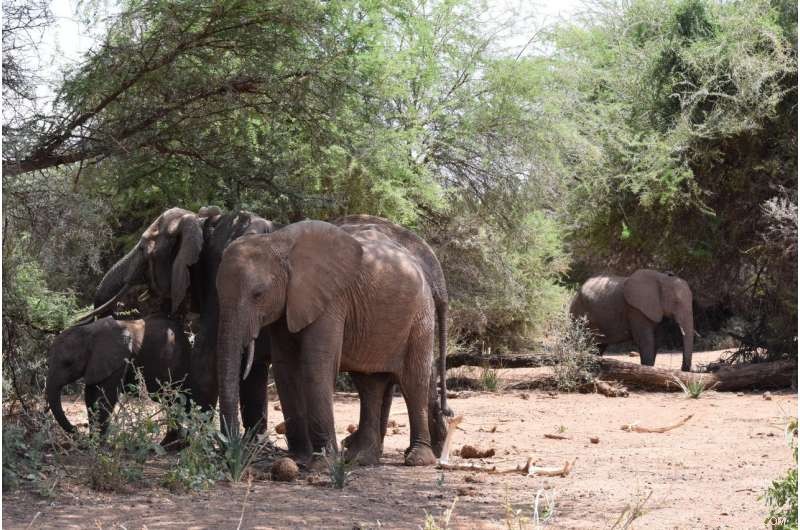 Poaching Disrupts Orphaned Elephants’ Social Dynamics