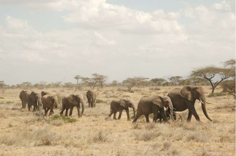 Poaching Disrupts Orphaned Elephants’ Social Dynamics