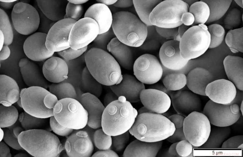 Synthetic Yeast Reproduction Promises Safer Drug Development