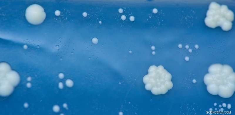 Synthetic Yeast Reproduction Promises Safer Drug Development