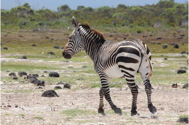 Zebra Feces Analysis Boosts Conservation Efforts
