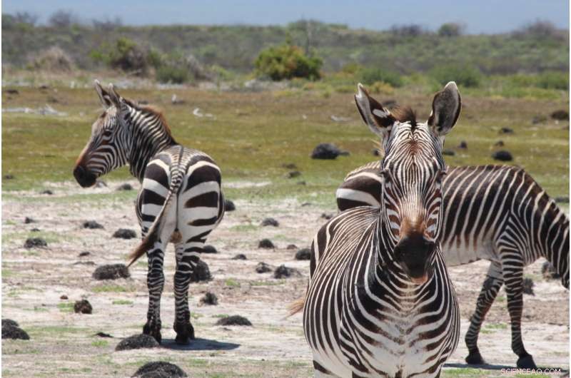 Zebra Feces Analysis Boosts Conservation Efforts
