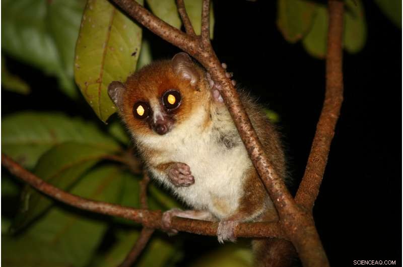 Why Lemurs Thrive on Madagascar’s Unusual Fruits: A Look at Their Unique Diet