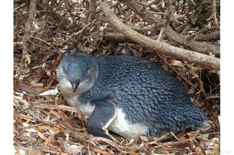 Habitat Shapes Penguin Vocalizations: New Research Unveils Environmental Influences