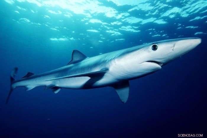 Nearly One-Third of Shark Species in Global Fin Trade Are Endangered