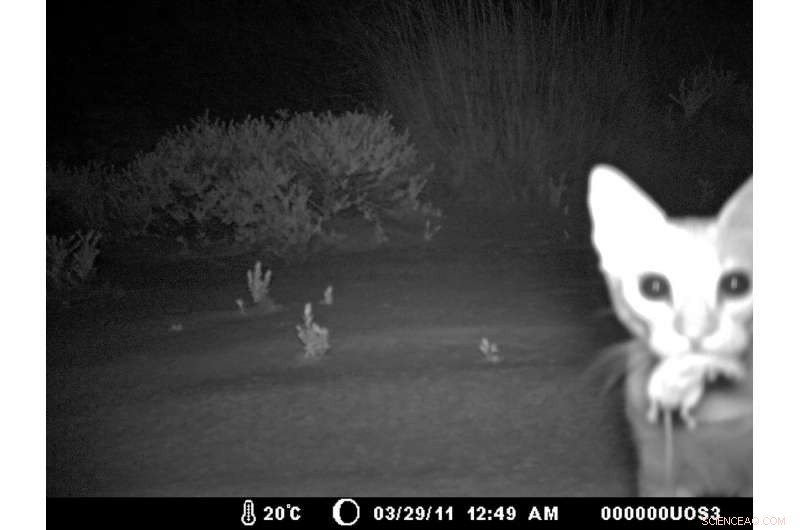 Study Reveals Feral Animals Threaten Australia’s Outback Amid Climate Change