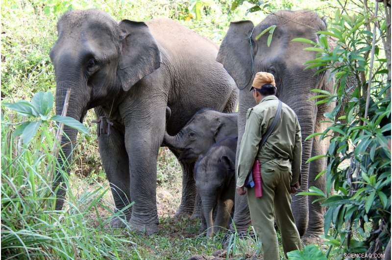 Protecting Laos  Elephants: The Economic Imperative for Conservation