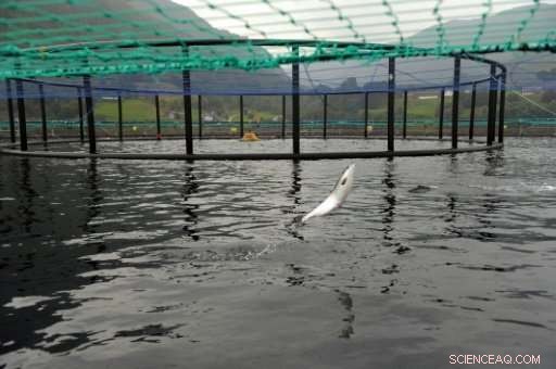 Norway s Eco-Friendly Initiative: Large-Scale Projects to Transform Fish Farming