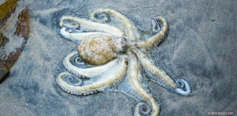 Scientists Explain Octopus Stranding on New Quay Beach in Wales