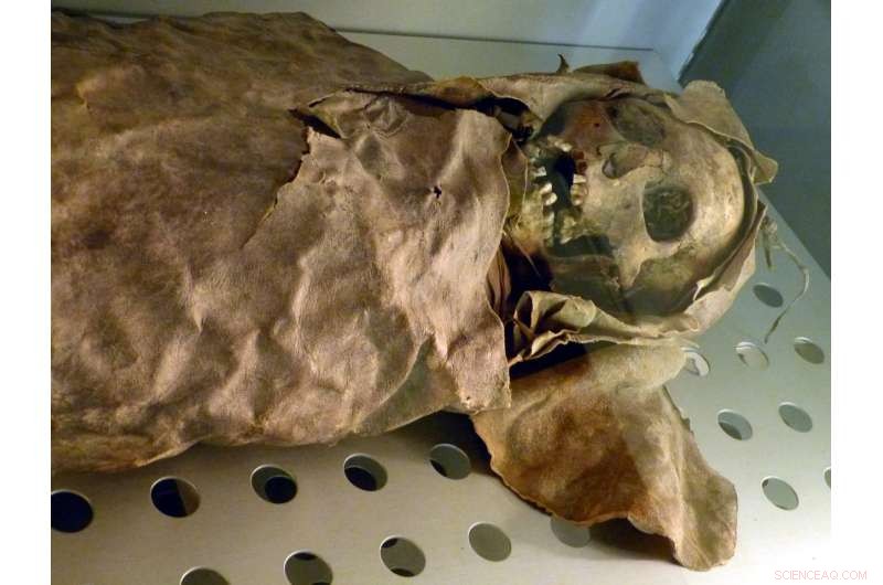 Unlocking Digestive Evolution: How Mummies Reveal Gut Microbiome Changes