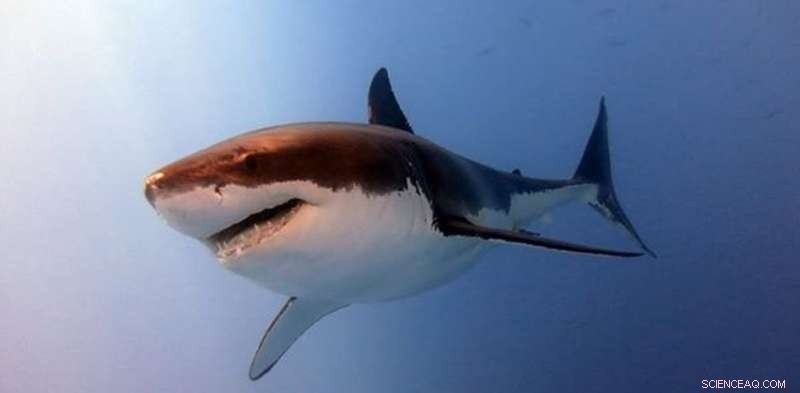 Why Shark Attacks in Australia Are Deadlier Than Elsewhere