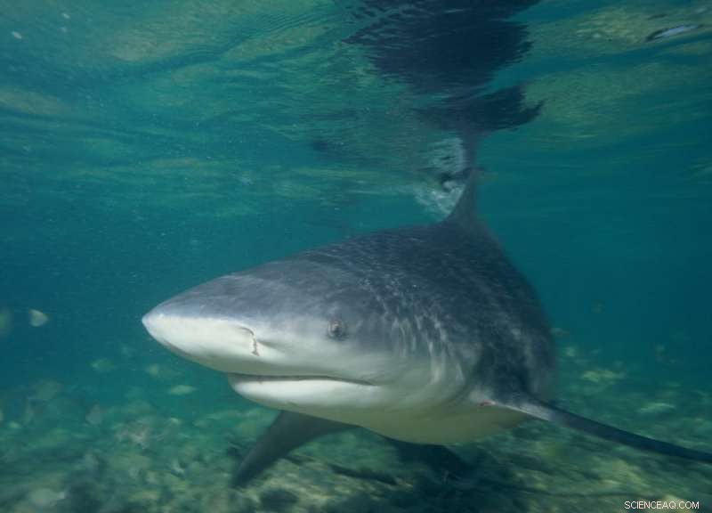 Why Shark Attacks in Australia Are Deadlier Than Elsewhere