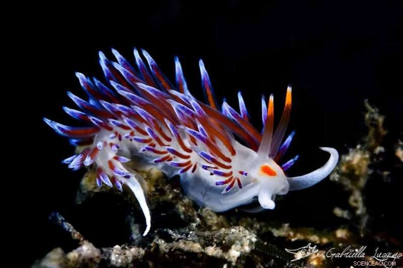 Marine Scientists Unveil Kleptopredation: A Novel Prey‑Capture Strategy