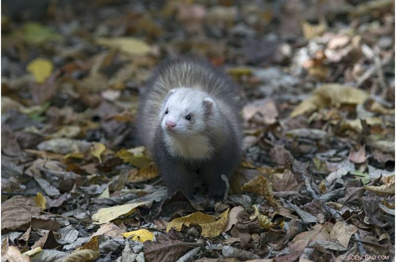 Study Reveals Low Genetic Diversity in Domestic Ferrets