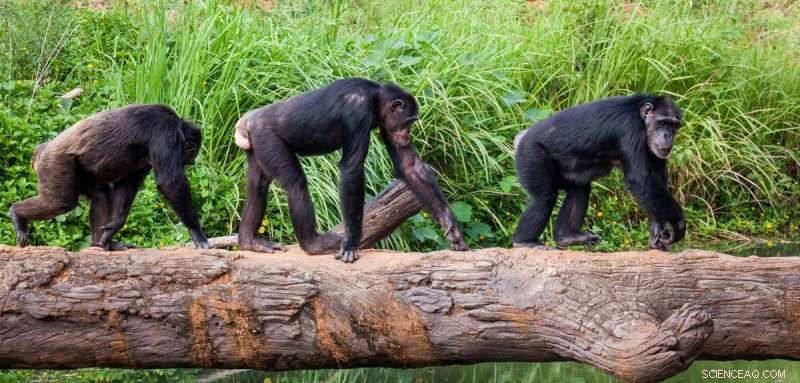 Chimpanzees Demonstrate Spontaneous Turn‑Taking in Number Puzzle Task