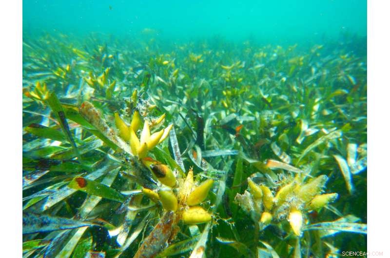 New Study Reveals Key Constraints in Early Seagrass Growth