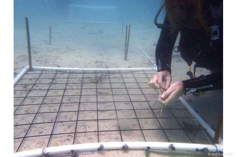 New Study Reveals Key Constraints in Early Seagrass Growth