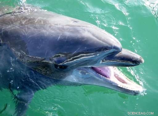 Record-Breaking 47-Year-Old Bottlenose Dolphin Passes Away at Japanese Aquarium