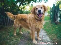 Study Reveals How Dogs Thrive in Families with Children