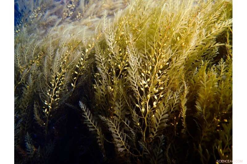 New Study Reveals Two Ecological Mechanisms That Strengthen Resistance to Invasive Species