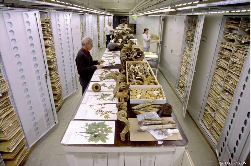 Harnessing Artificial Neural Networks to Revolutionize Natural History Collection Curation