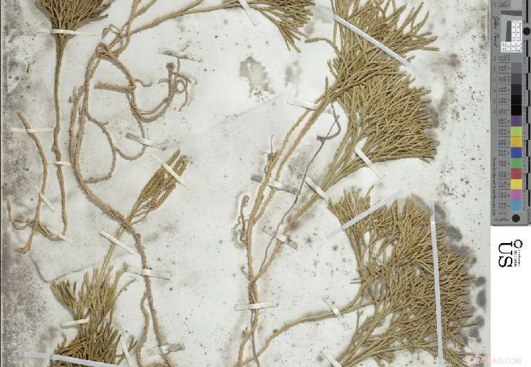 Harnessing Artificial Neural Networks to Revolutionize Natural History Collection Curation