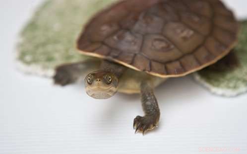 November Weather Challenges River Turtles in Western Sydney