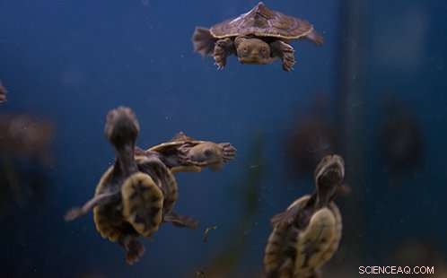 November Weather Challenges River Turtles in Western Sydney