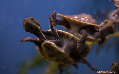 November Weather Challenges River Turtles in Western Sydney