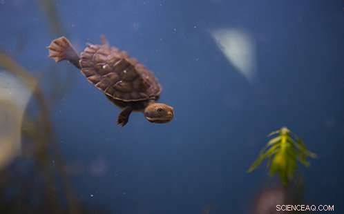 November Weather Challenges River Turtles in Western Sydney