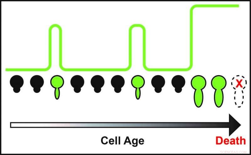 Scientists Reveal Key Mechanisms Driving the Biology of Aging
