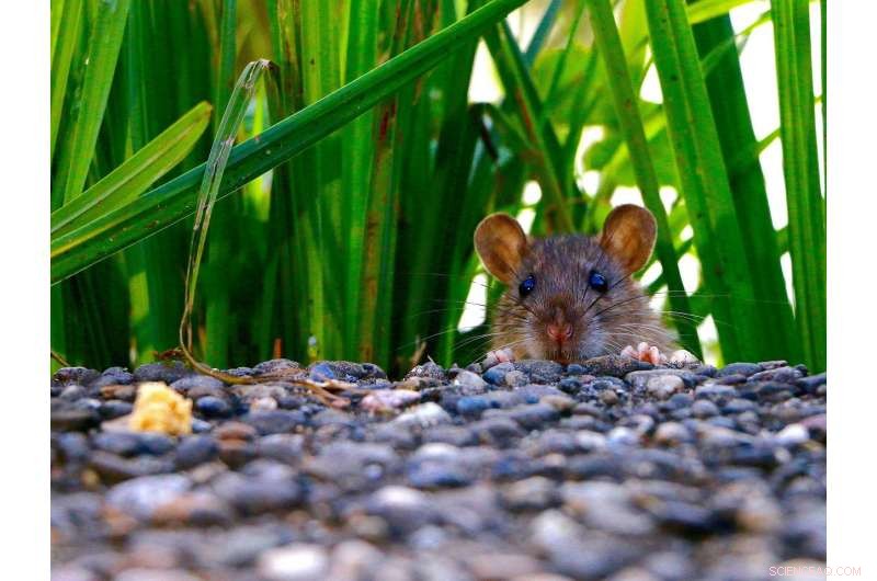 Urbanization s Unintended Evolutionary Impact: Rise of Rats, Bedbugs, Mosquitoes and More