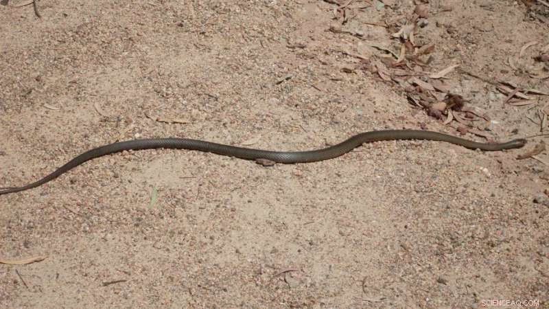Australian Snakes & Lizards Traced to Asian Origins 30 Million Years Ago