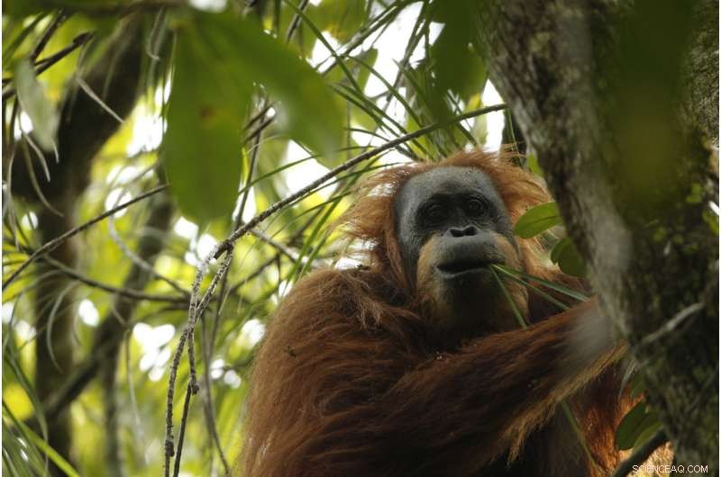 New Orangutan Species Discovered by Anthropologists, Expanding Great Ape Lineage