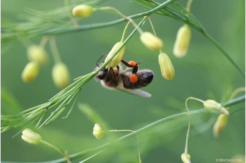 Unlocking Superior Asparagus: How Sex Chromosome Evolution Enhances Yield and Quality