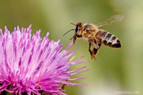 Do Bees Prefer Left or Right Flight? Study Finds Individual Bias