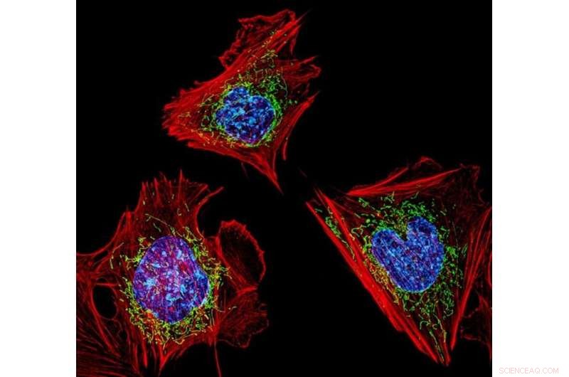 Mitochondria Pass Primarily Through Mothers: New Theory Links to Early Sexual Conflict