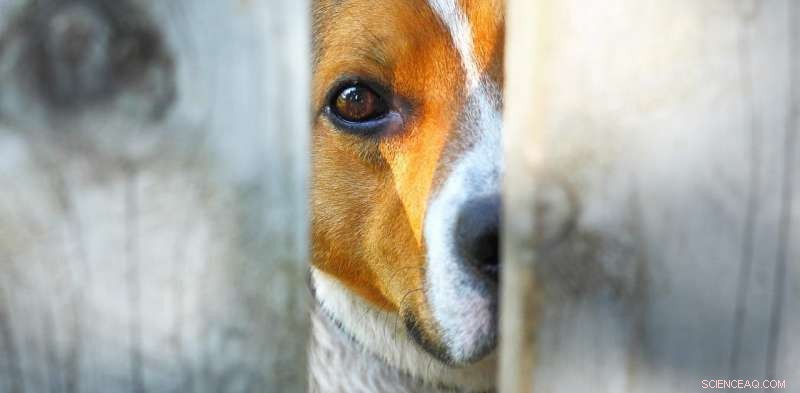 Ensuring Justice for Animals: How Dogs and Cats Can Be Represented in Court