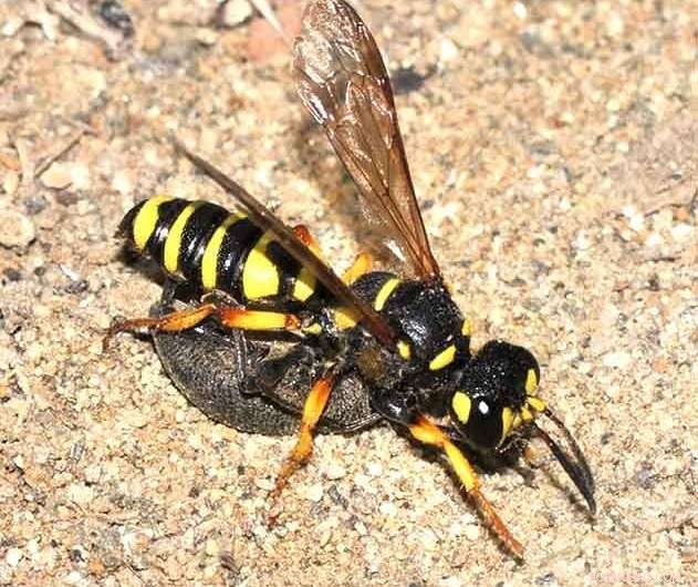 The Chemistry of Digger Wasps: An In-Depth Exploration