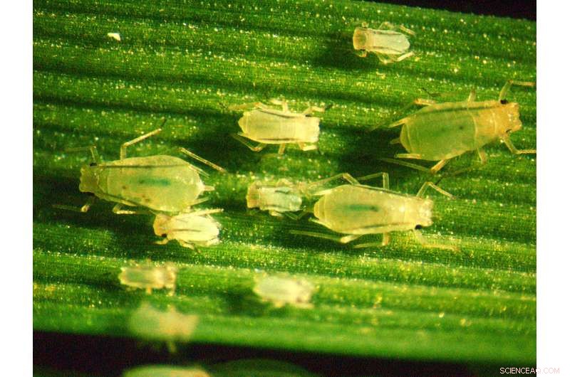 New Genetic Breakthrough Offers Powerful Tool Against Wheat Pests