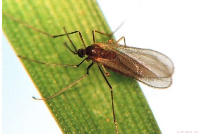 New Genetic Breakthrough Offers Powerful Tool Against Wheat Pests