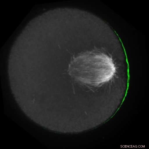Chromosome Strategy: How Genetic Elements Gain Favor in Egg Formation