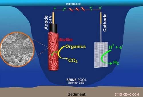How Briny Pool Bacteria Clean Wastewater & Generate Power