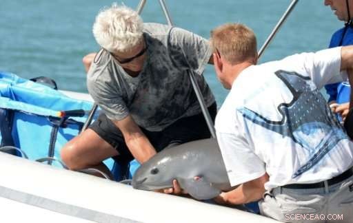 Mexico Captures Rare Vaquita Porpoise in Bold Move to Save Species